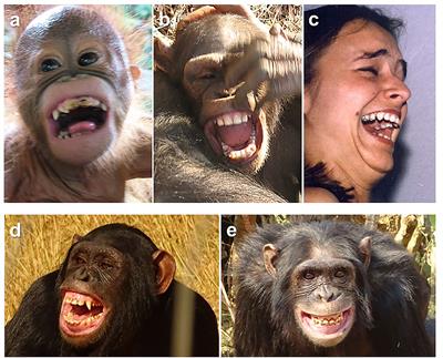 The Complexity and Phylogenetic Continuity of Laughter and Smiles in Hominids
